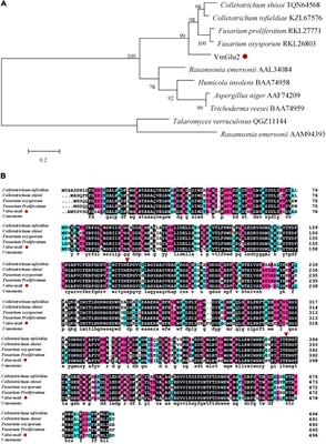 β-Glucosidase VmGlu2 Contributes to the Virulence of Valsa mali in Apple Tree